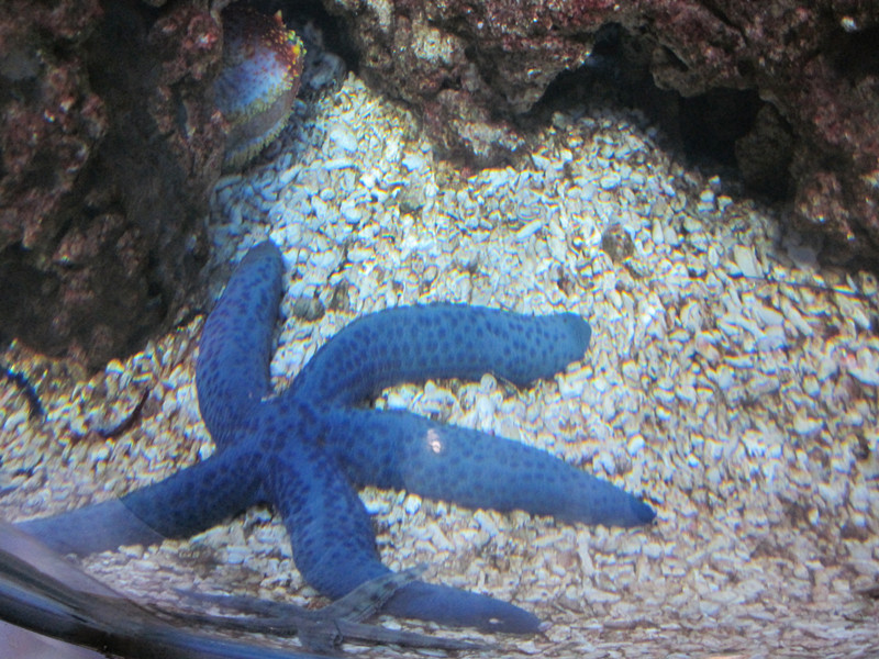 亮點水族館