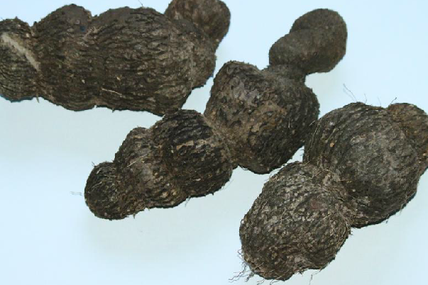 薯莨(鉗良台) 薯莨(鉗良台)