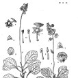 小葉鹿蹄草 小葉鹿蹄草