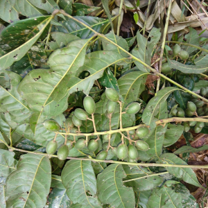 Talisia croatii