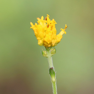 Alloispermum scabrum