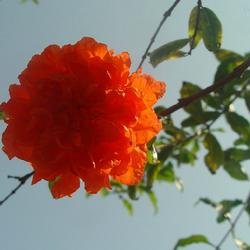 紅瑪瑙(薔薇屬月季栽培品種)