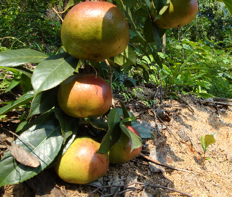 油茶大果 油茶大果