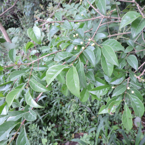 Campomanesia eugenioides