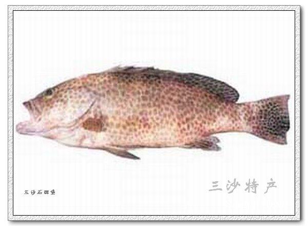 三沙石斑魚