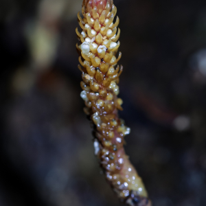 Epirixanthes kinabaluensis