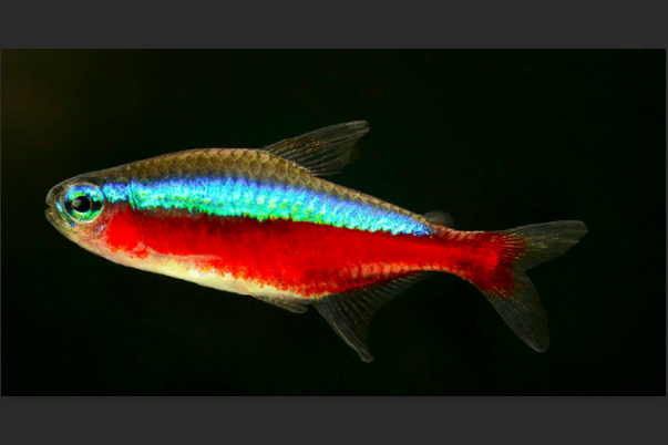 暗柄炬燈魚
