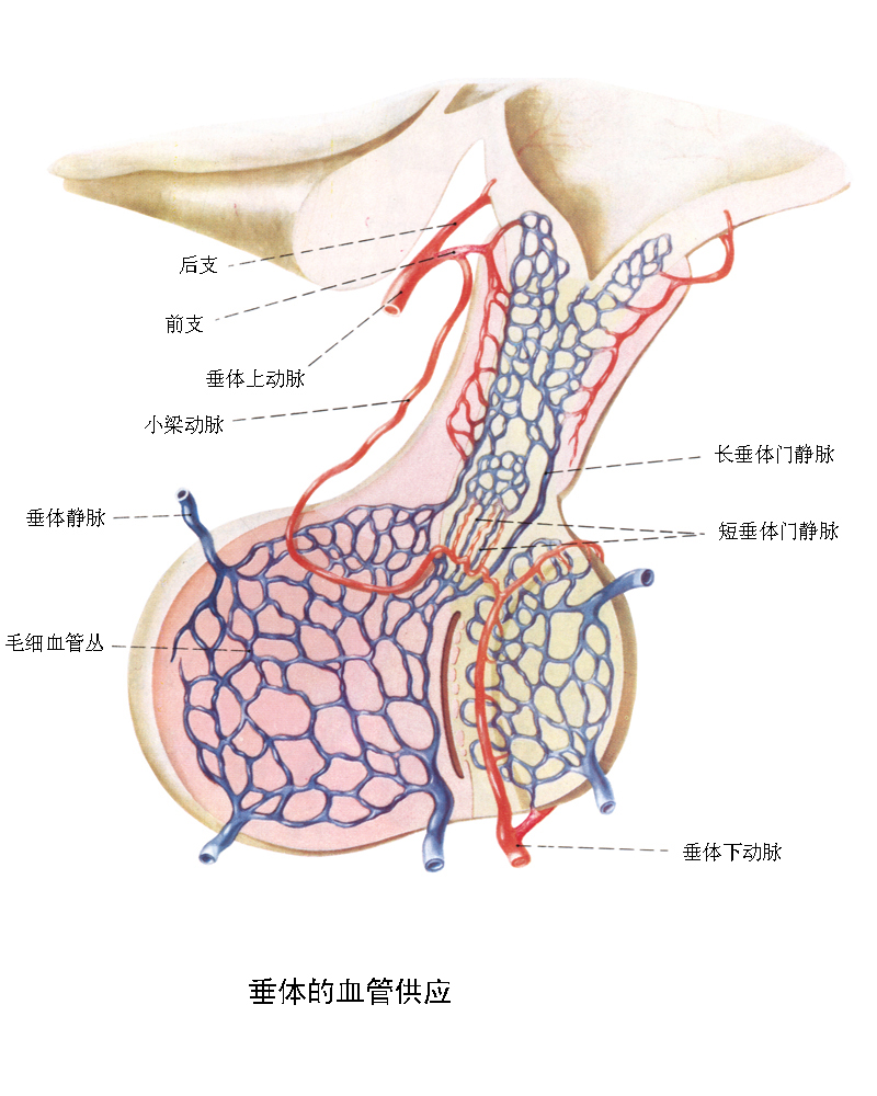 垂體門脈系統