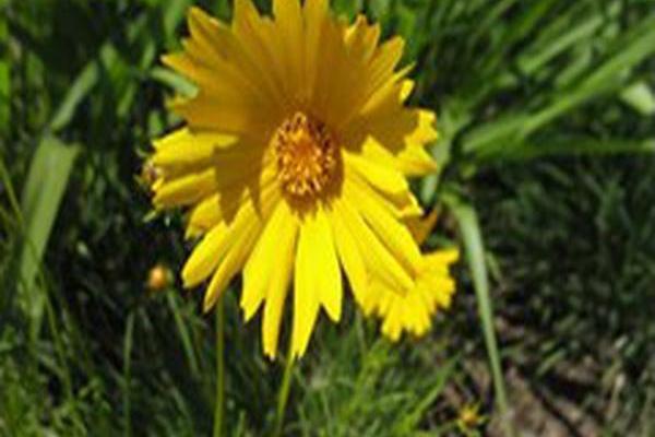 Coreopsis grandiflora Coreopsis grandiflora