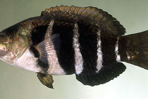 厚唇魚屬 厚唇魚屬