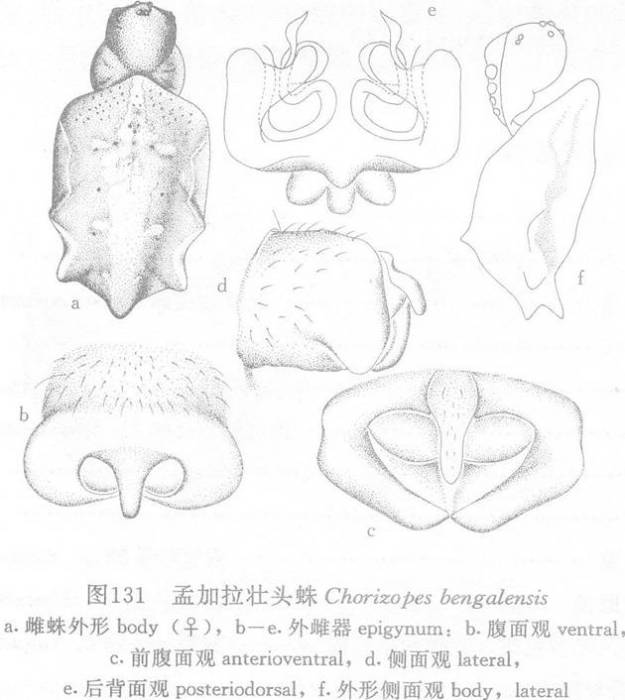 孟加拉壯頭蛛 孟加拉壯頭蛛
