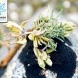 總狀叢菔 總狀叢菔
