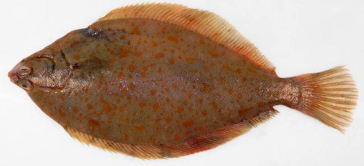 黃尾鰈魚