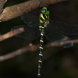 米普蜓 米普蜓