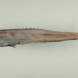 背棘魚屬 背棘魚屬