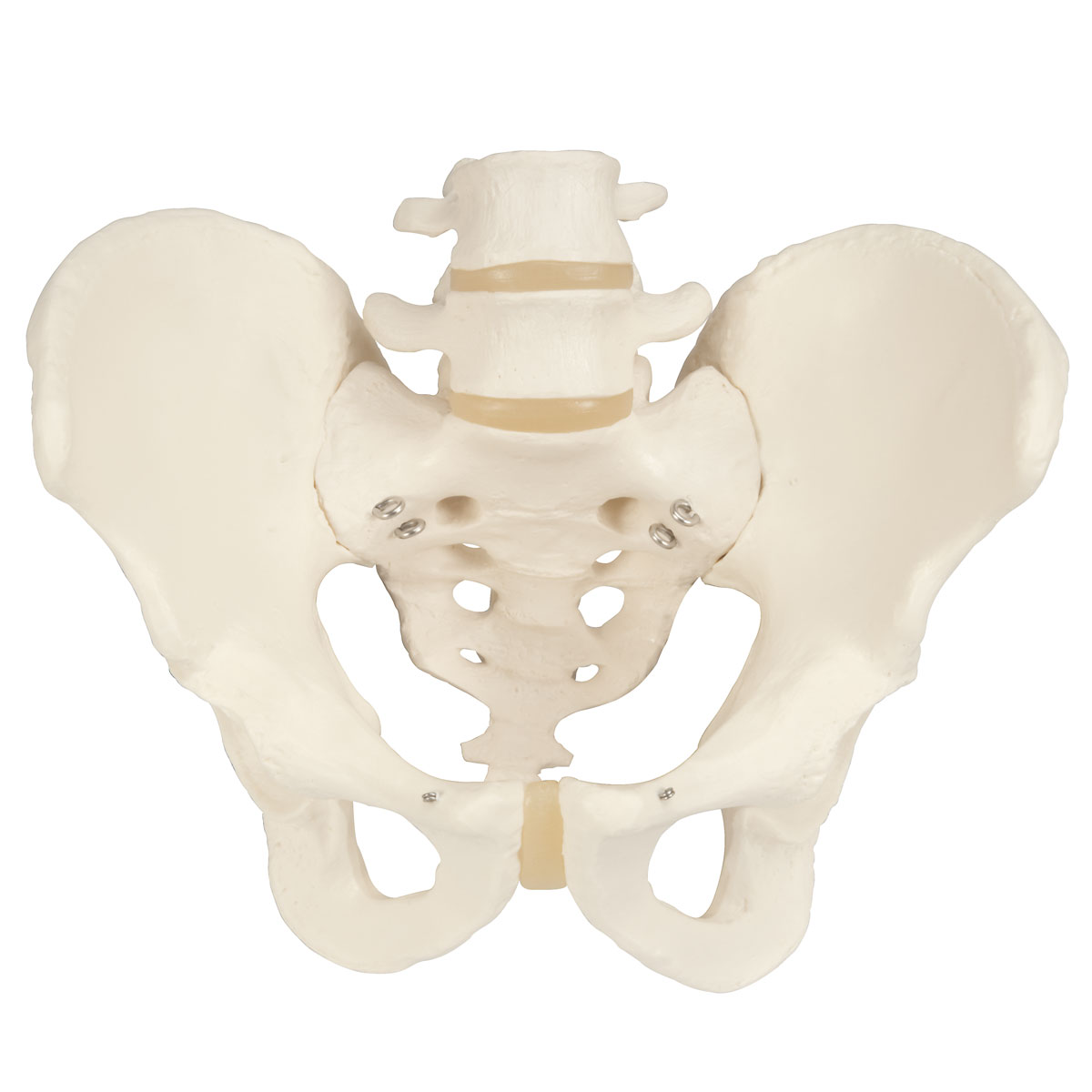 隆起(骨或某些器官的一般突起，又稱隆凸)