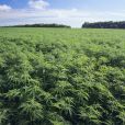 工業大麻 工業大麻