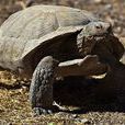 沙漠地鼠龜