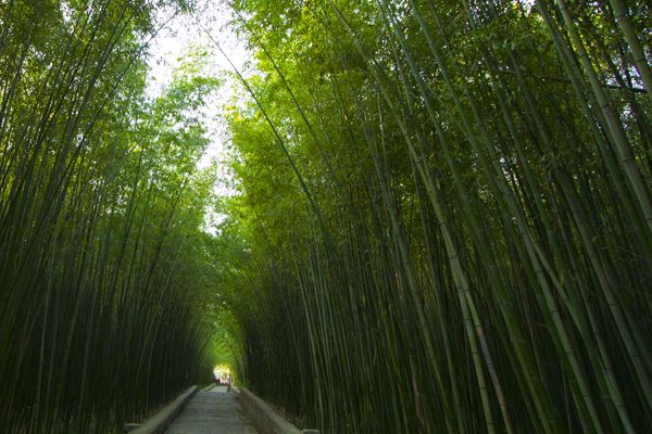 綠竹園 綠竹園