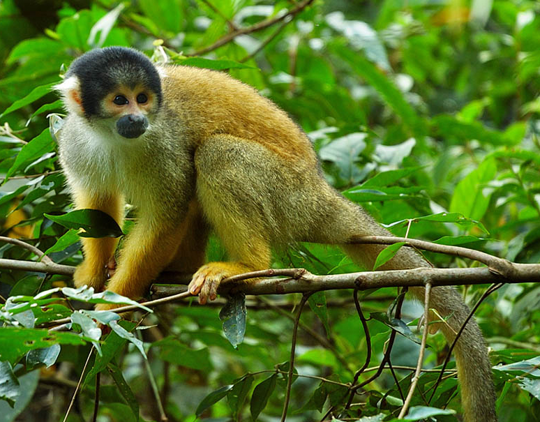 亞馬遜松鼠猴