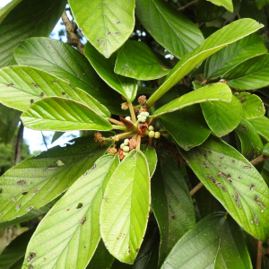 Coussapoa oligocephala
