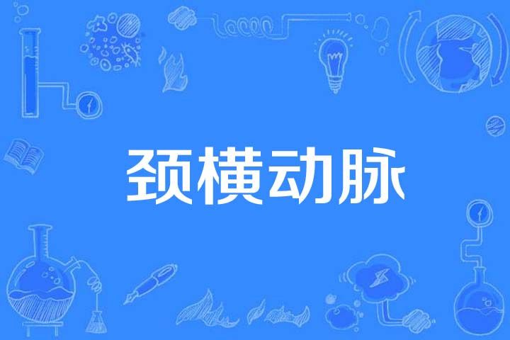 頸橫動脈 頸橫動脈