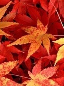 楓之歌(鳳凰ゐ羽創作的網路小說) 楓之歌(鳳凰ゐ羽創作的網路小說)