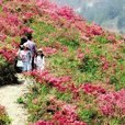 Azalea(杜鵑花科植物) Azalea(杜鵑花科植物)