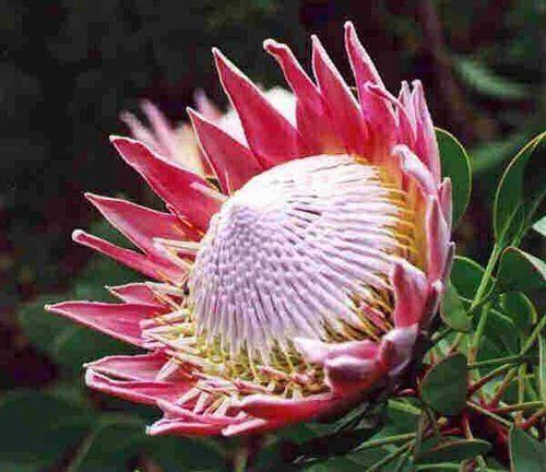 帝王花屬 帝王花屬