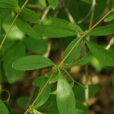 帚菊屬 帚菊屬
