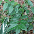 野漆樹 野漆樹