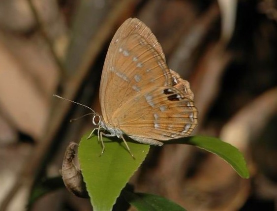 白點褐蜆蝶
