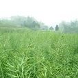茶市鎮