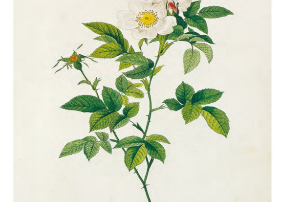 安茹玫瑰 安茹玫瑰