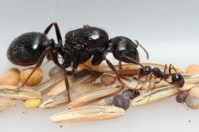 收穫蟻的蟻后（左一）、工蟻及收集的種子