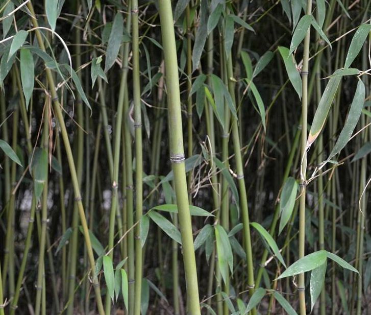 油苦竹(油苦樹) 油苦竹(油苦樹)