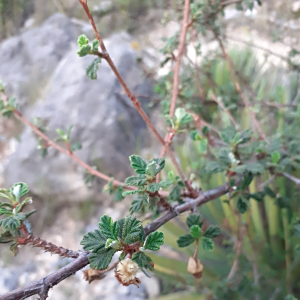 Purshia plicata