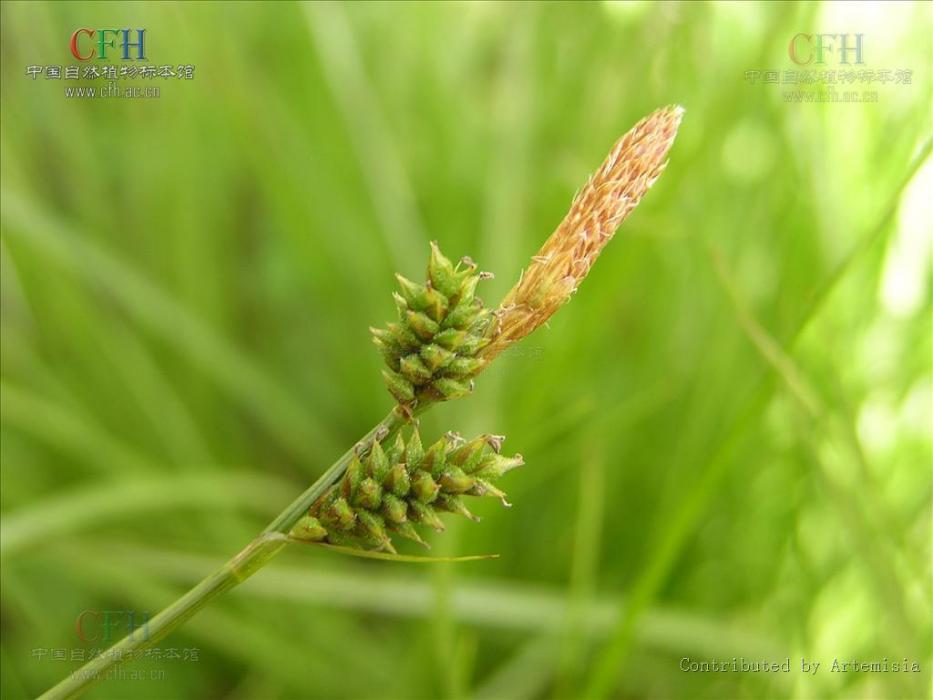 脹囊薹草 脹囊薹草