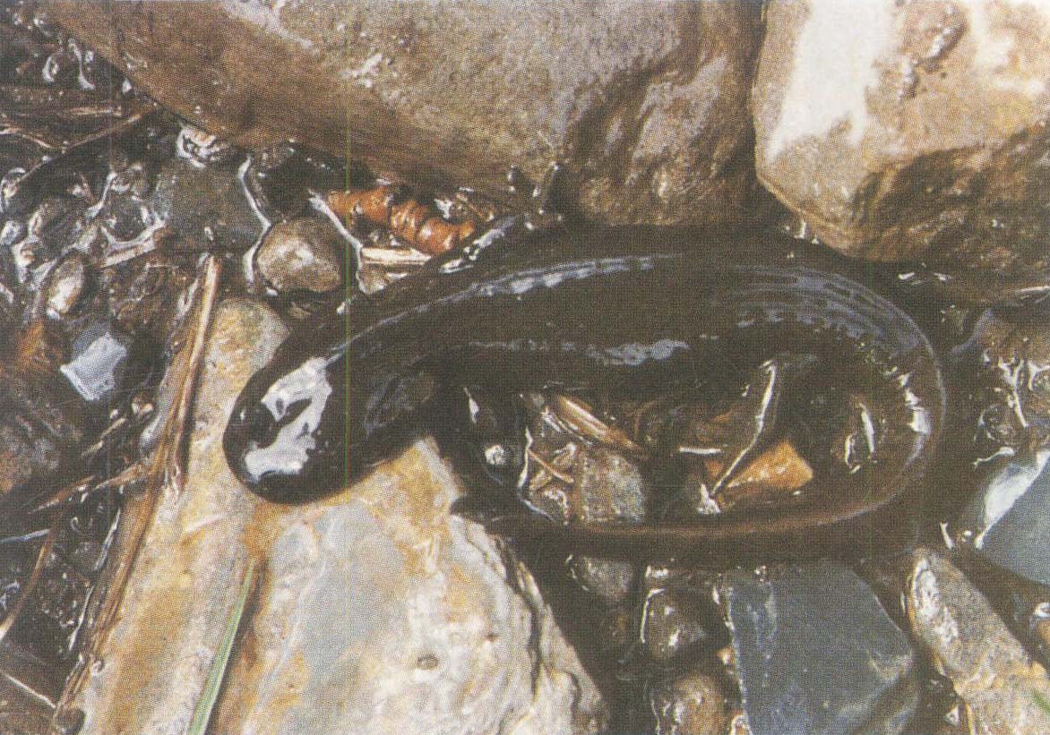 大涼疣螈
