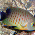 虎紋刺尻魚 虎紋刺尻魚
