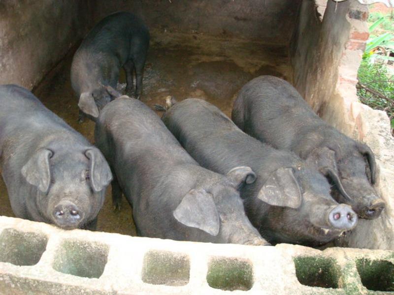 羊窩村肉豬養殖