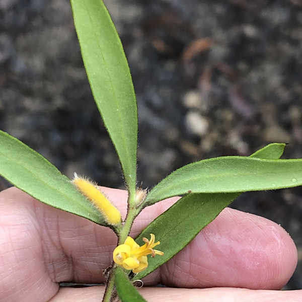 Persoonia mollis