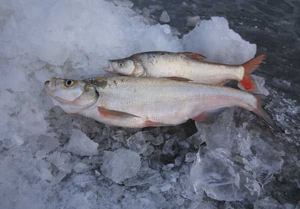 洈水刁子魚 洈水刁子魚