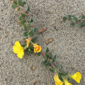 Camissoniopsis cheiranthifolia