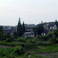 崗墩村 崗墩村