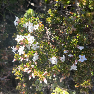 Epacris serpyllifolia