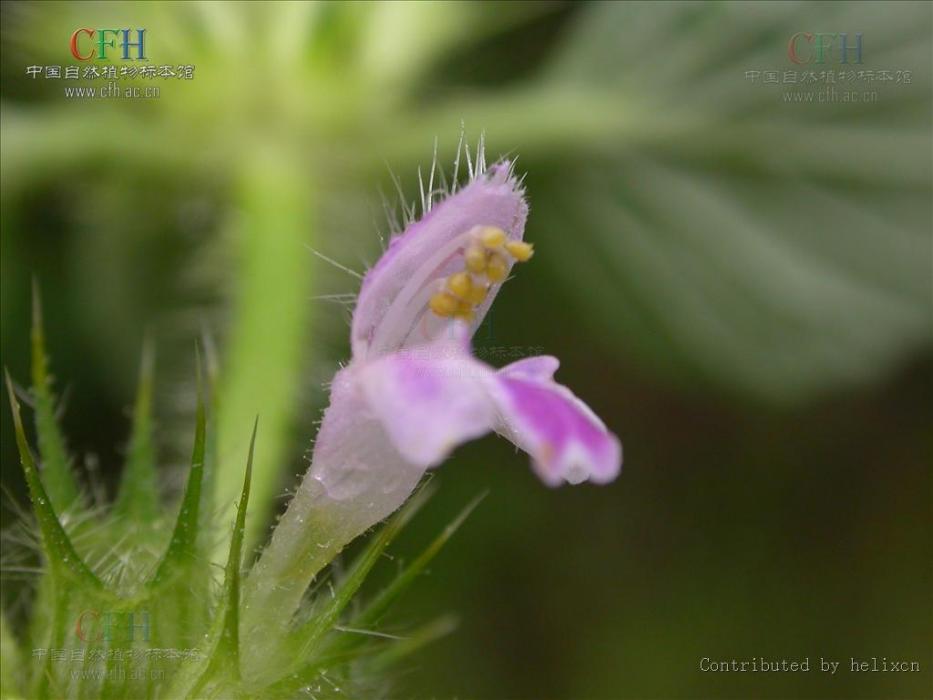 鼬瓣花屬 鼬瓣花屬
