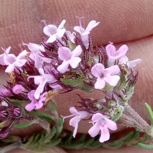 Thymus algeriensis