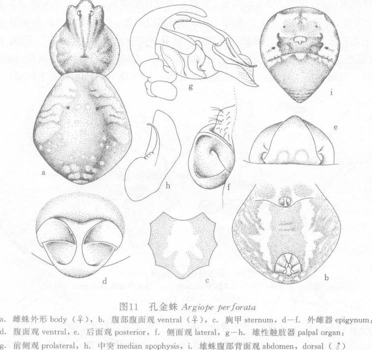 孔金蛛 孔金蛛