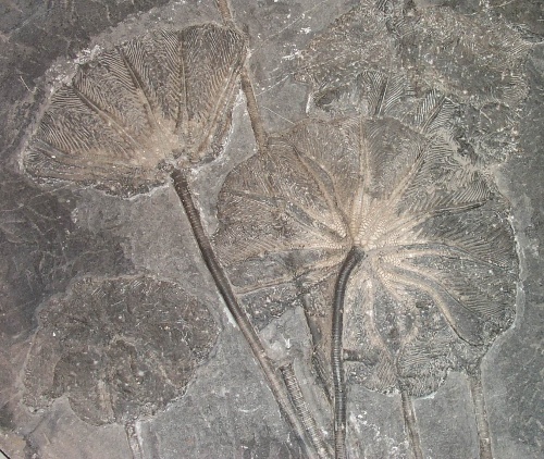 海百合化石圖片